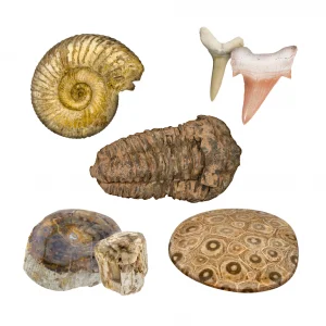 Fossil